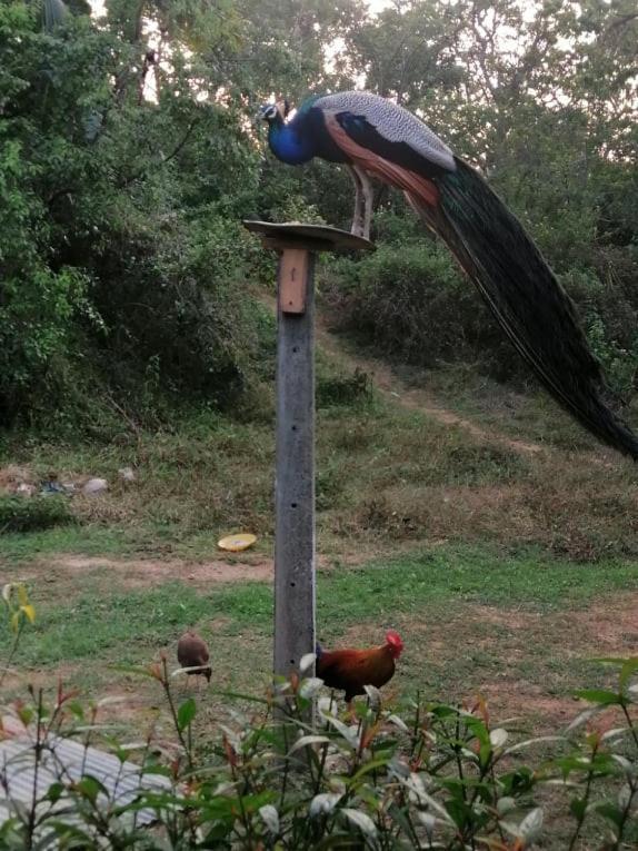 Goyambokka Peacock Garden แทนกาลเล ภายนอก รูปภาพ